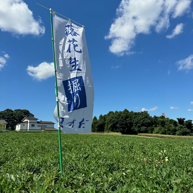 【店舗情報】収穫体験「落花生掘り」がはじまりました。　　（2024.09.13）イメージ